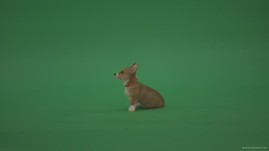vj video background Small-toy-dog-Pembroke-Welsh-Corgi-puppy-sitting-and-go-away-in-side-view-on-green-screen_003