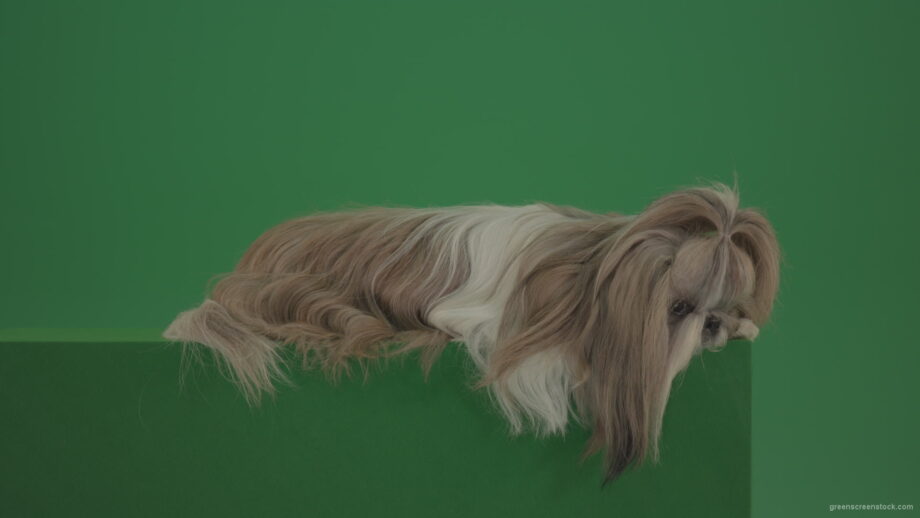 vj video background Award-winner-Shihtzu-dog-is-sad-isolated-on-green-screen-chromakey-background-4K_003