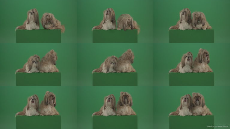 Award-winning-Small-toy-Shihtzu-Dogs-isolated-on-green-screen Green Screen Stock