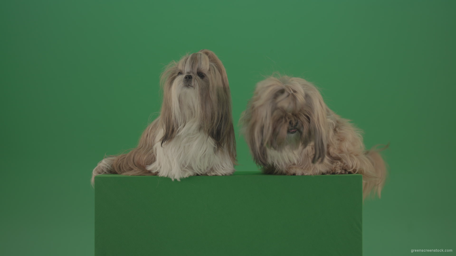 Award-winning-Small-toy-Shihtzu-Dogs-isolated-on-green-screen_001 Green Screen Stock
