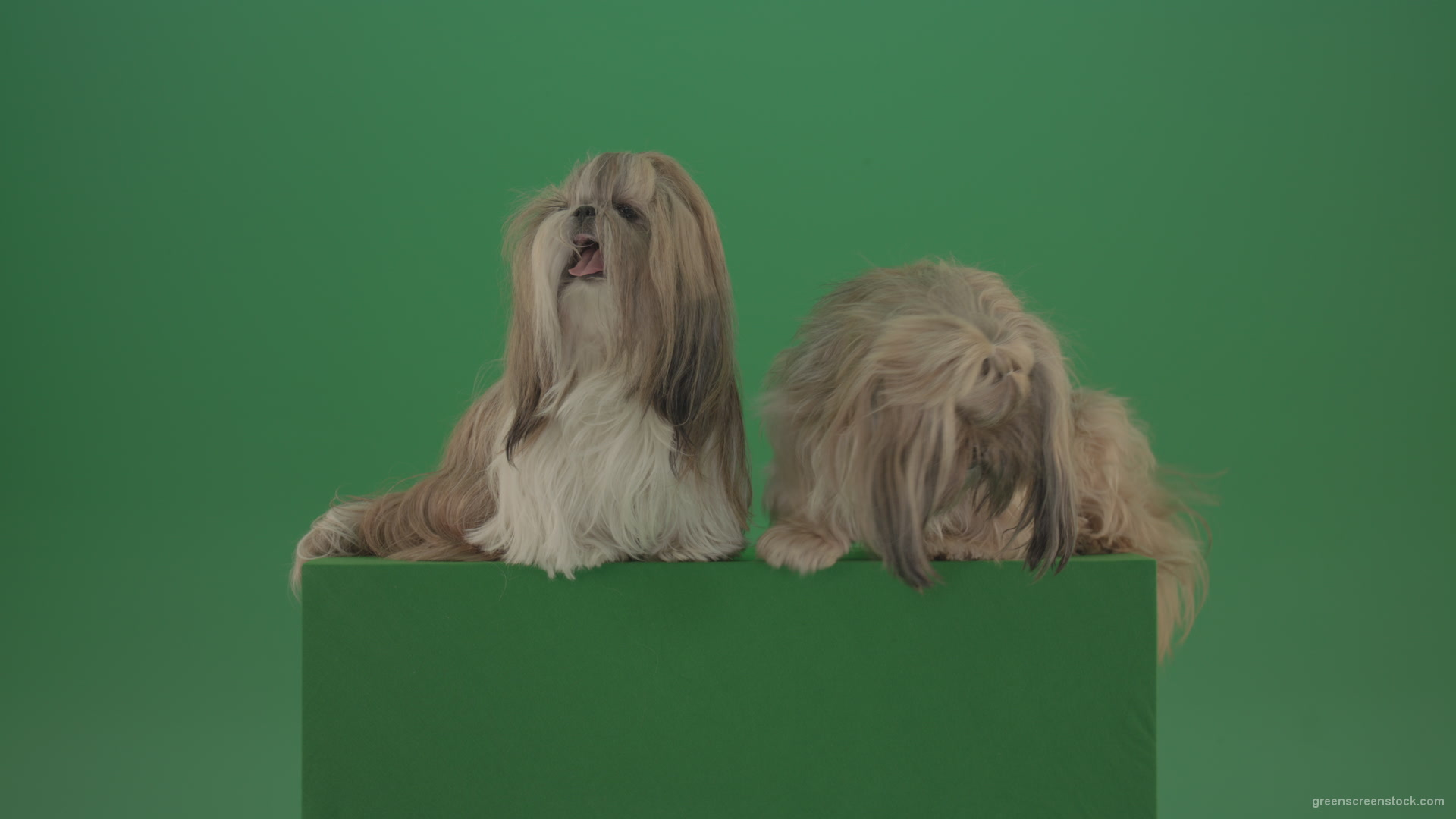 Award-winning-Small-toy-Shihtzu-Dogs-isolated-on-green-screen_002 Green Screen Stock