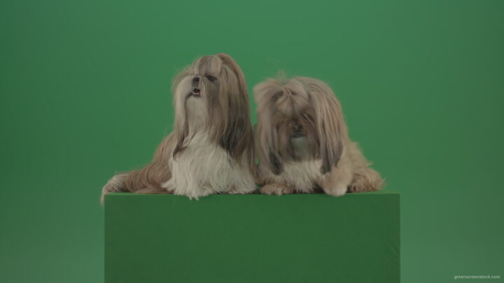 vj video background Award-winning-Small-toy-Shihtzu-Dogs-isolated-on-green-screen_003