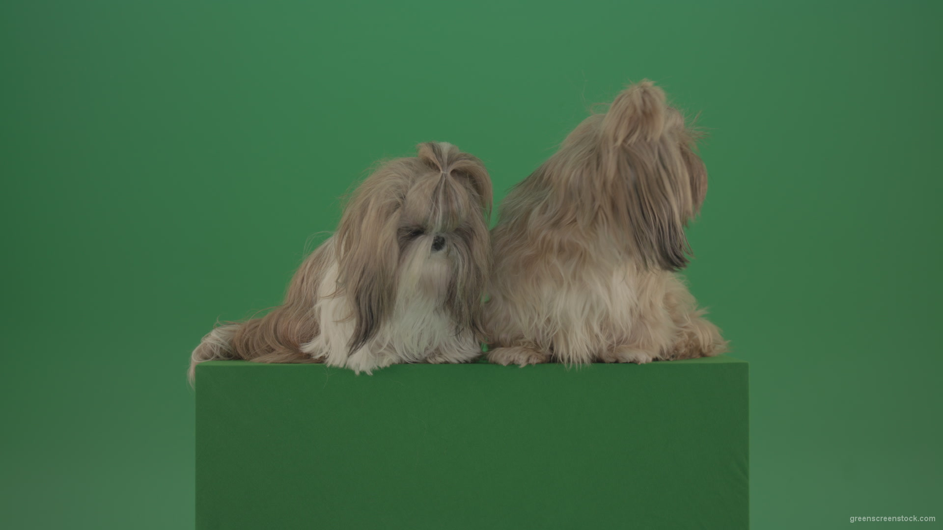 Award-winning-Small-toy-Shihtzu-Dogs-isolated-on-green-screen_004 Green Screen Stock