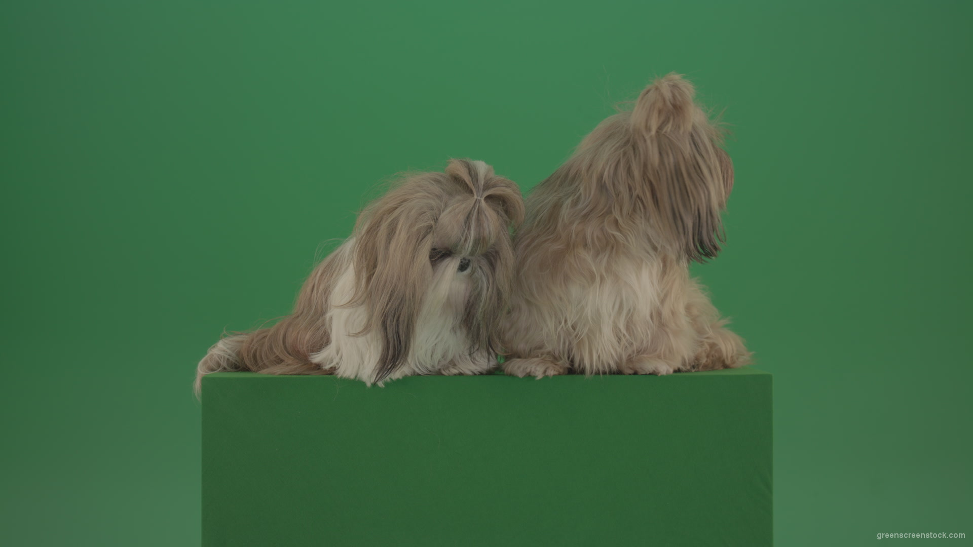 Award-winning-Small-toy-Shihtzu-Dogs-isolated-on-green-screen_005 Green Screen Stock
