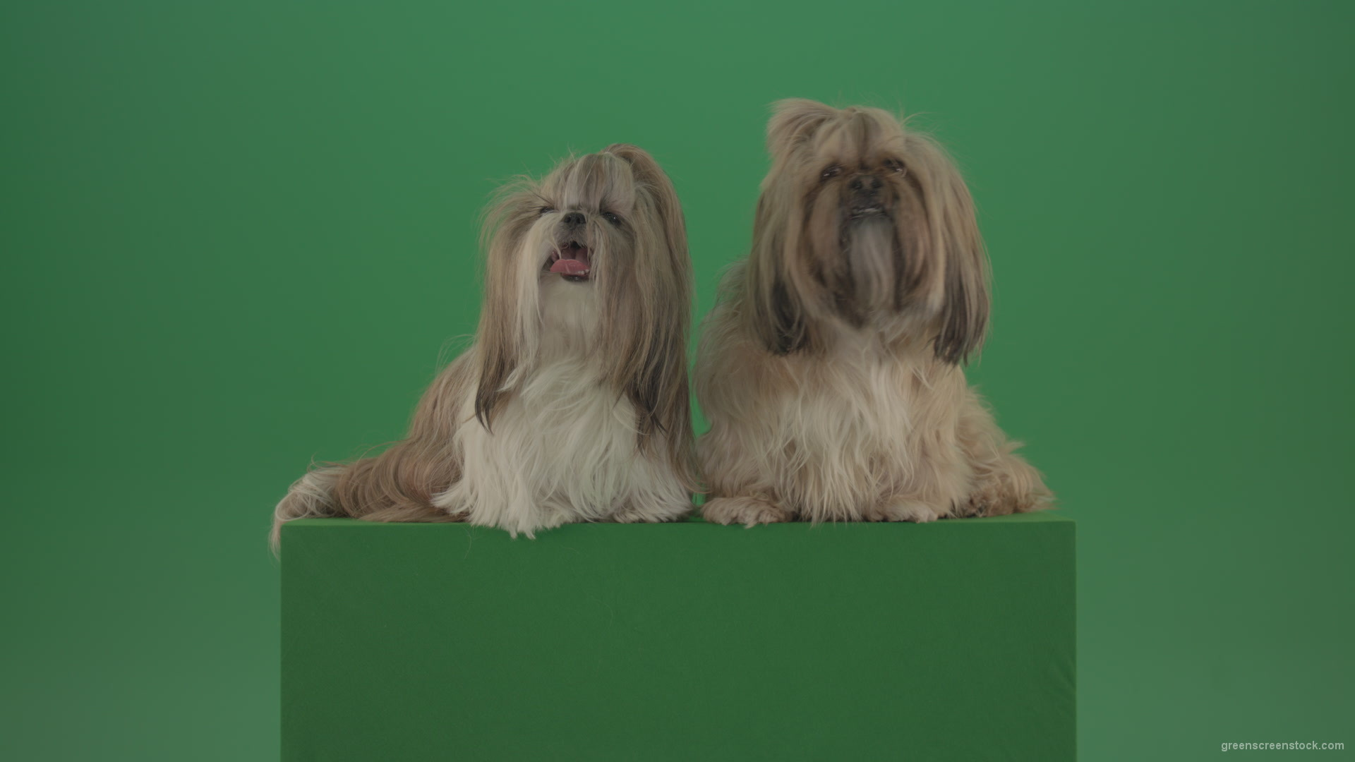 Award-winning-Small-toy-Shihtzu-Dogs-isolated-on-green-screen_008 Green Screen Stock