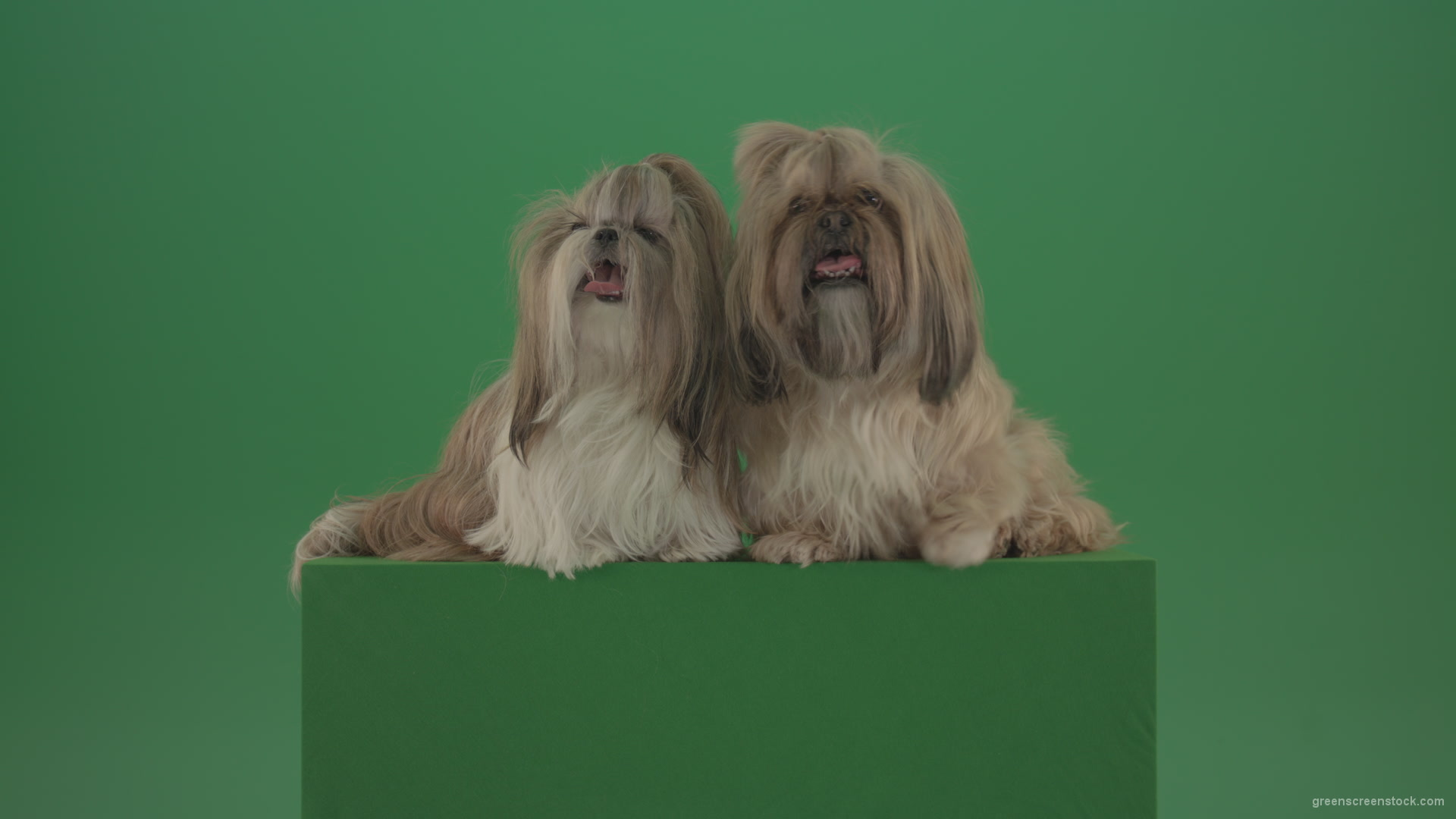 Award-winning-Small-toy-Shihtzu-Dogs-isolated-on-green-screen_009 Green Screen Stock