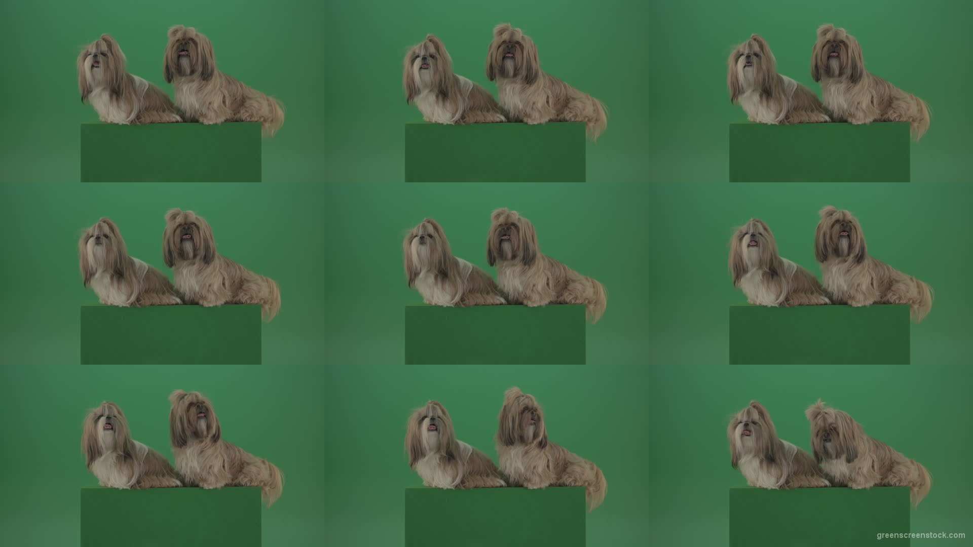 Awards-winners-Shih-tzu-fashion-luxury-expensive-dog-in-side-view-isolated-on-green-screen Green Screen Stock