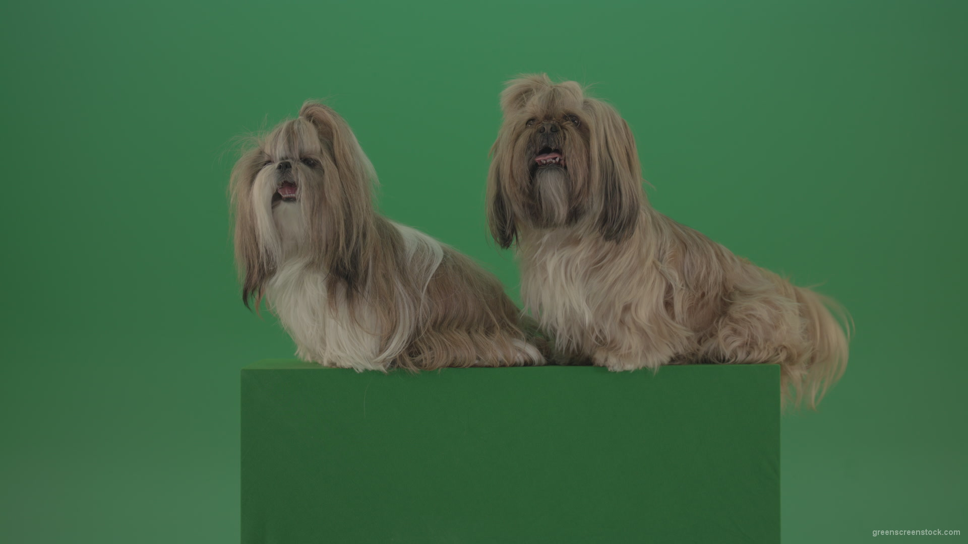 Awards-winners-Shih-tzu-fashion-luxury-expensive-dog-in-side-view-isolated-on-green-screen_001 Green Screen Stock