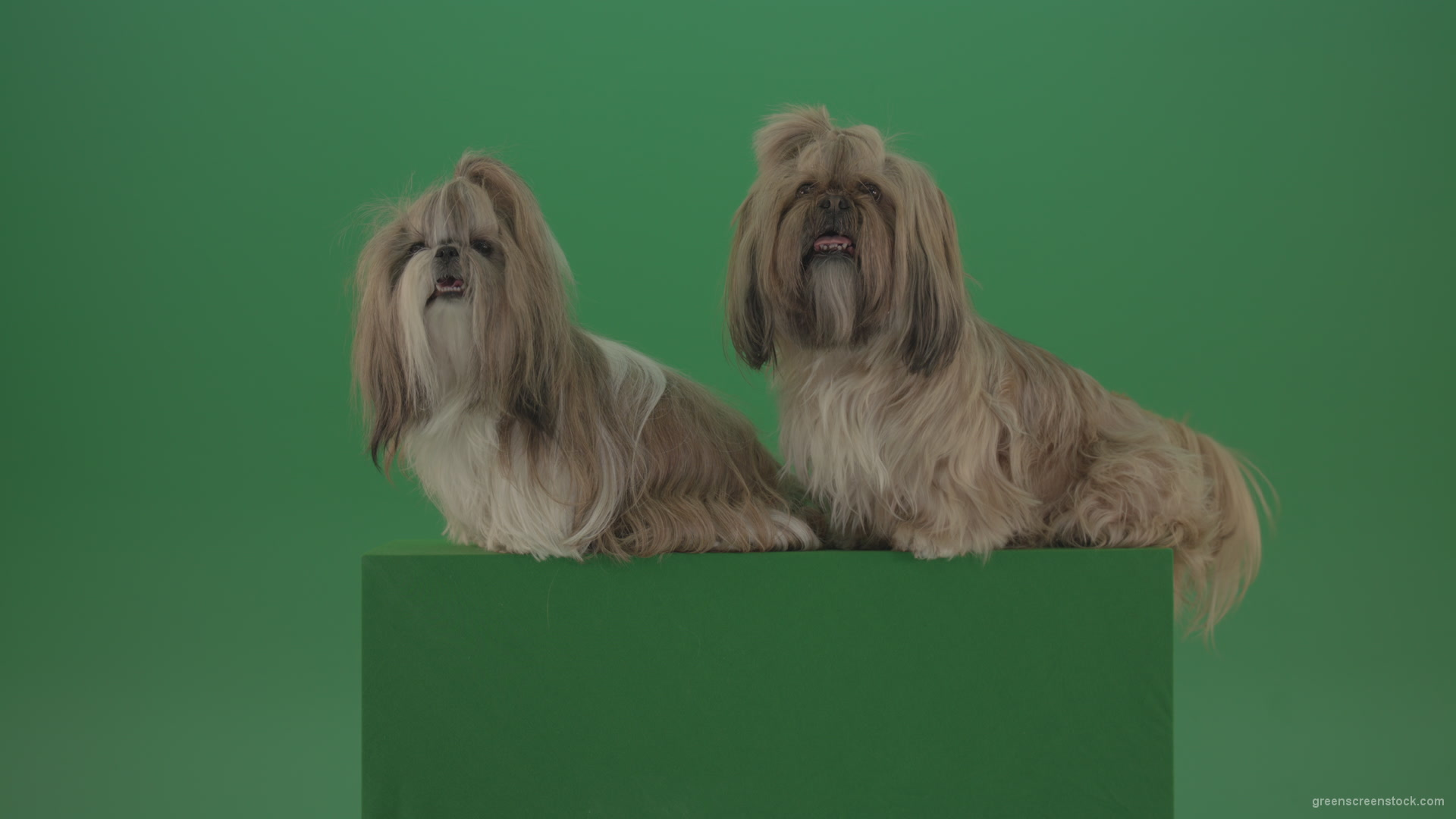 vj video background Awards-winners-Shih-tzu-fashion-luxury-expensive-dog-in-side-view-isolated-on-green-screen_003