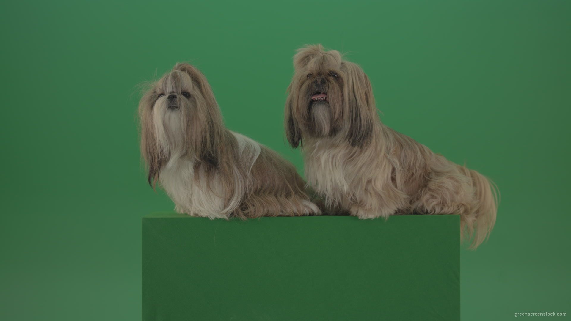 Awards-winners-Shih-tzu-fashion-luxury-expensive-dog-in-side-view-isolated-on-green-screen_005 Green Screen Stock