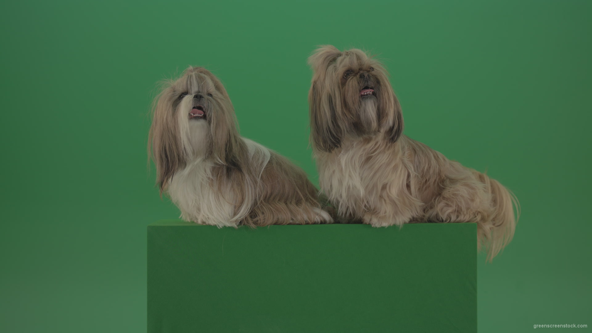Awards-winners-Shih-tzu-fashion-luxury-expensive-dog-in-side-view-isolated-on-green-screen_007 Green Screen Stock