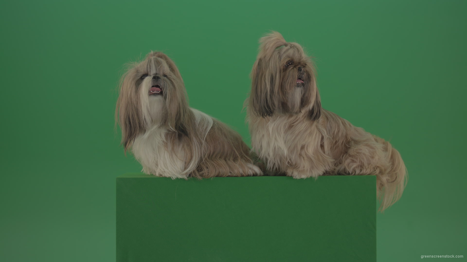 Awards-winners-Shih-tzu-fashion-luxury-expensive-dog-in-side-view-isolated-on-green-screen_008 Green Screen Stock