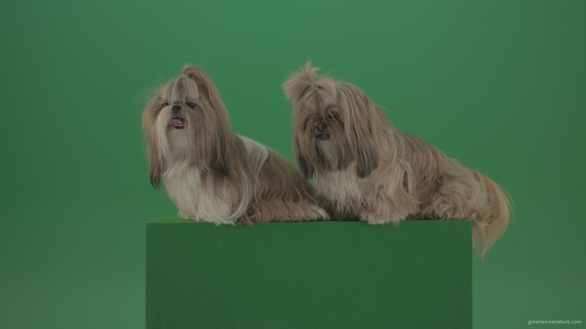 Awards-winners-Shih-tzu-fashion-luxury-expensive-dog-in-side-view-isolated-on-green-screen_009 Green Screen Stock