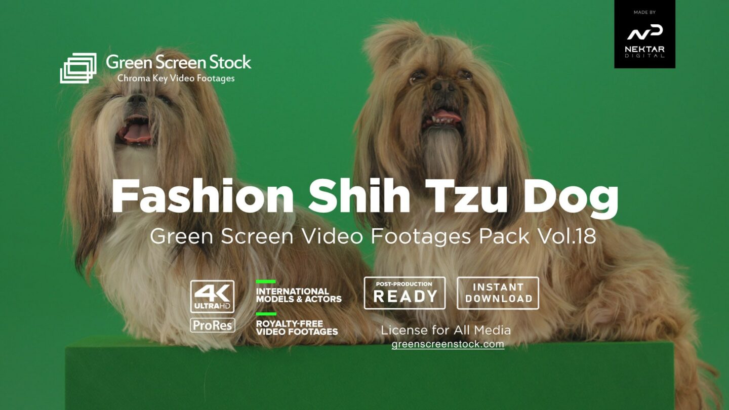 Fashion Shih Tzu Dog – Green Screen Video Footage Pack Vol.18-min