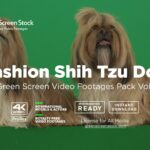 Fashion Shih Tzu Dog – Green Screen Video Footage Pack Vol.18-min