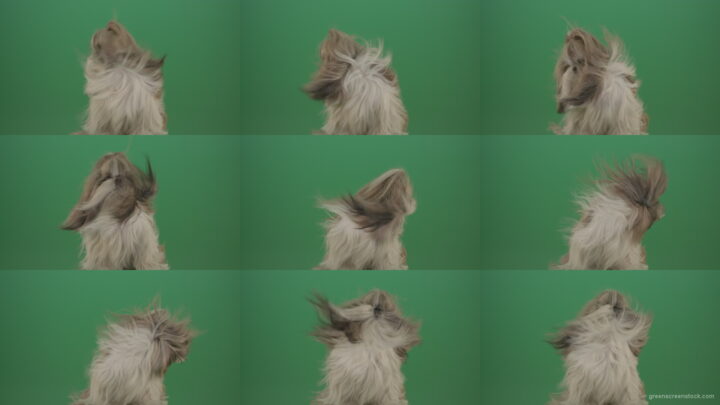 Fashion-long-hair-Shihtzu-dog-in-wind-turbulence-hairstyle-isolated-on-green-screen Green Screen Stock