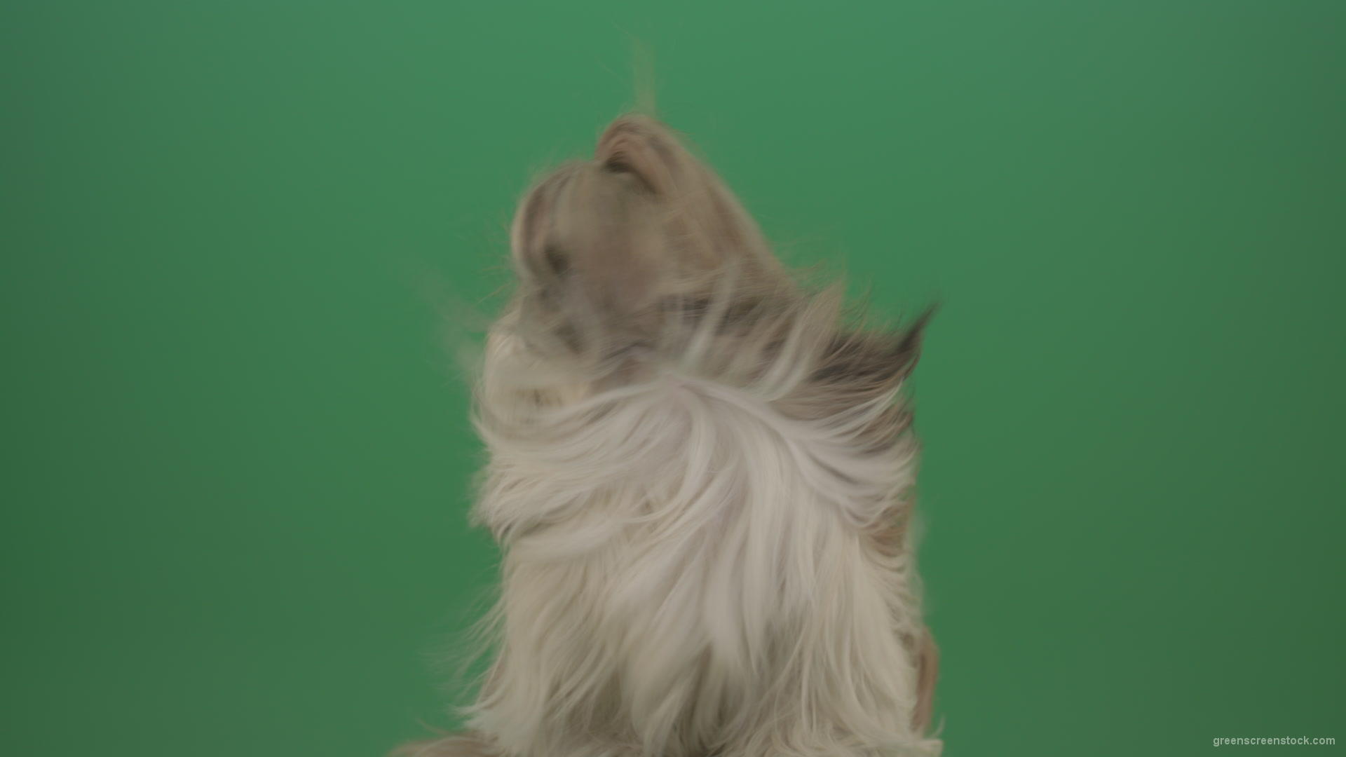 Fashion-long-hair-Shihtzu-dog-in-wind-turbulence-hairstyle-isolated-on-green-screen_001 Green Screen Stock