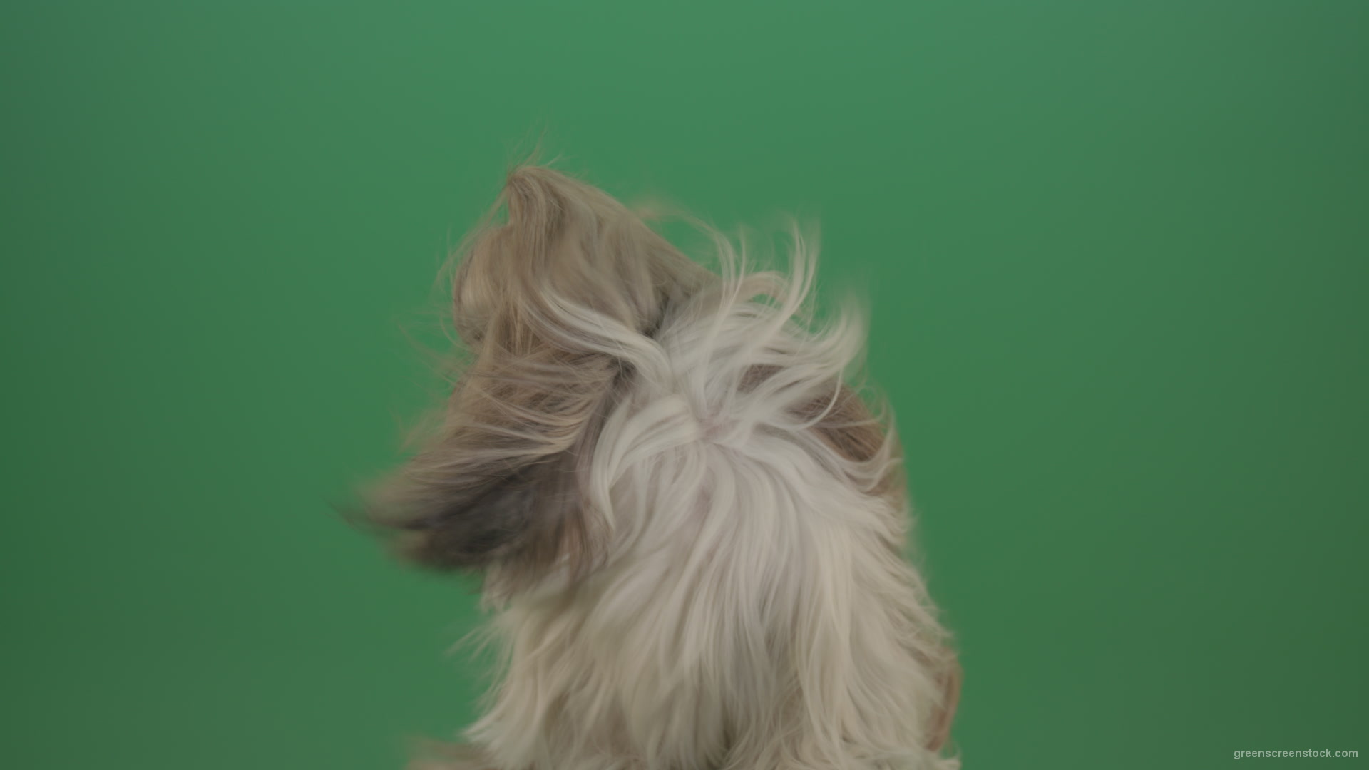 Fashion-long-hair-Shihtzu-dog-in-wind-turbulence-hairstyle-isolated-on-green-screen_002 Green Screen Stock