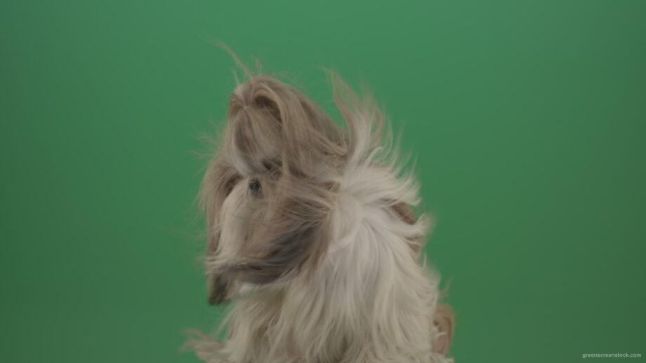 vj video background Fashion-long-hair-Shihtzu-dog-in-wind-turbulence-hairstyle-isolated-on-green-screen_003