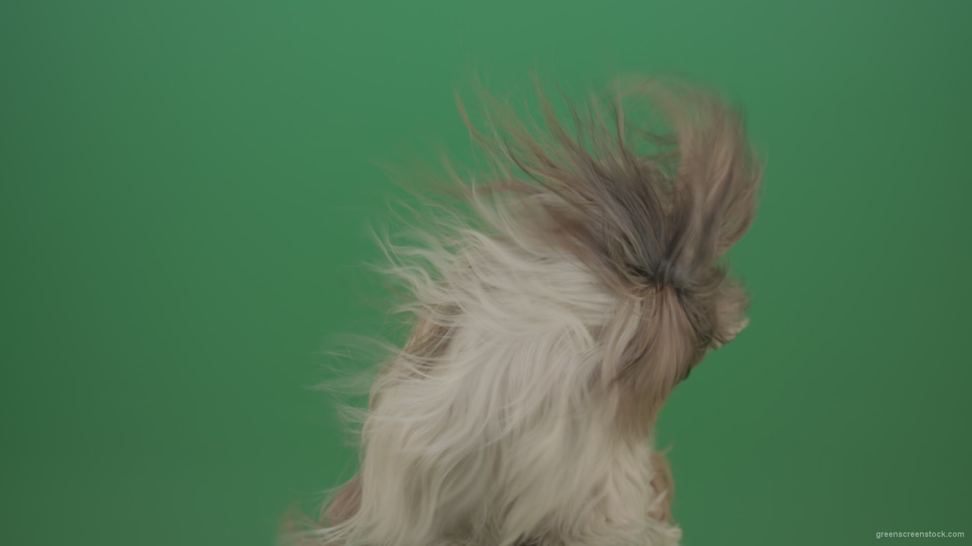 Fashion-long-hair-Shihtzu-dog-in-wind-turbulence-hairstyle-isolated-on-green-screen_006 Green Screen Stock