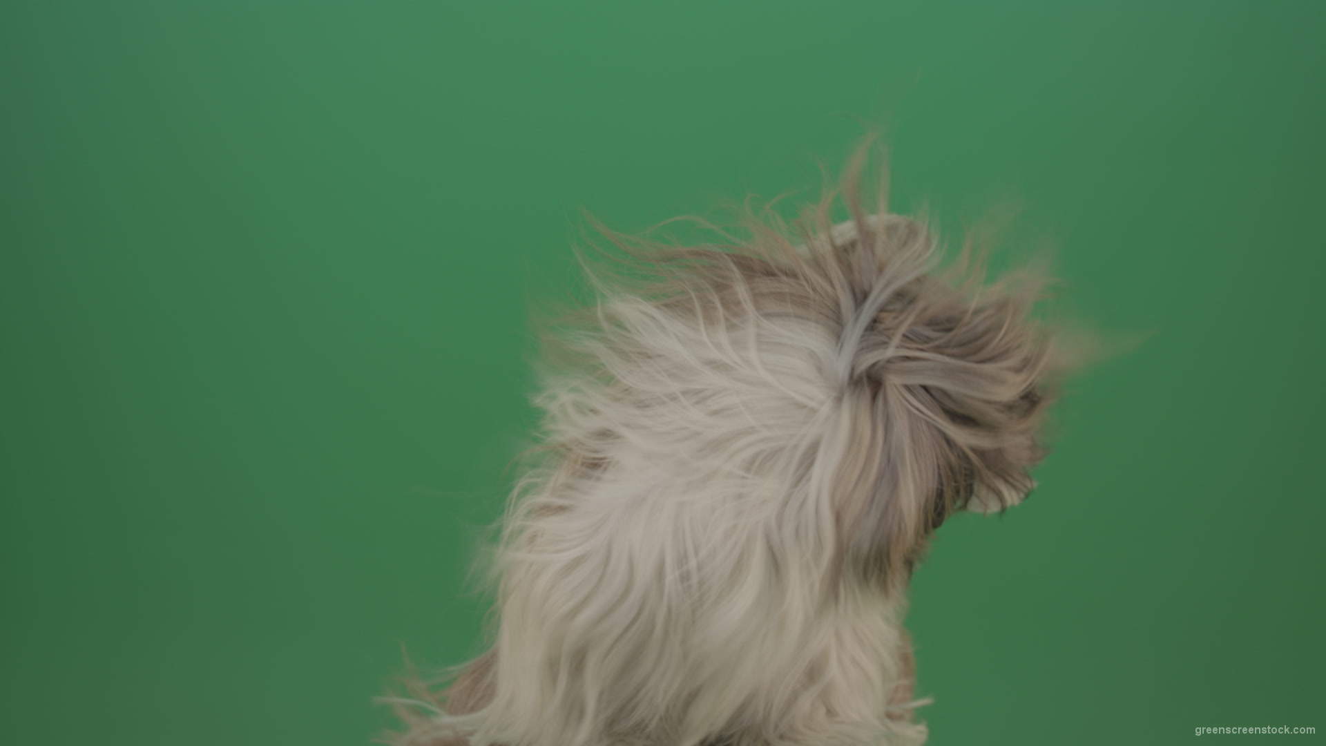 Fashion-long-hair-Shihtzu-dog-in-wind-turbulence-hairstyle-isolated-on-green-screen_007 Green Screen Stock
