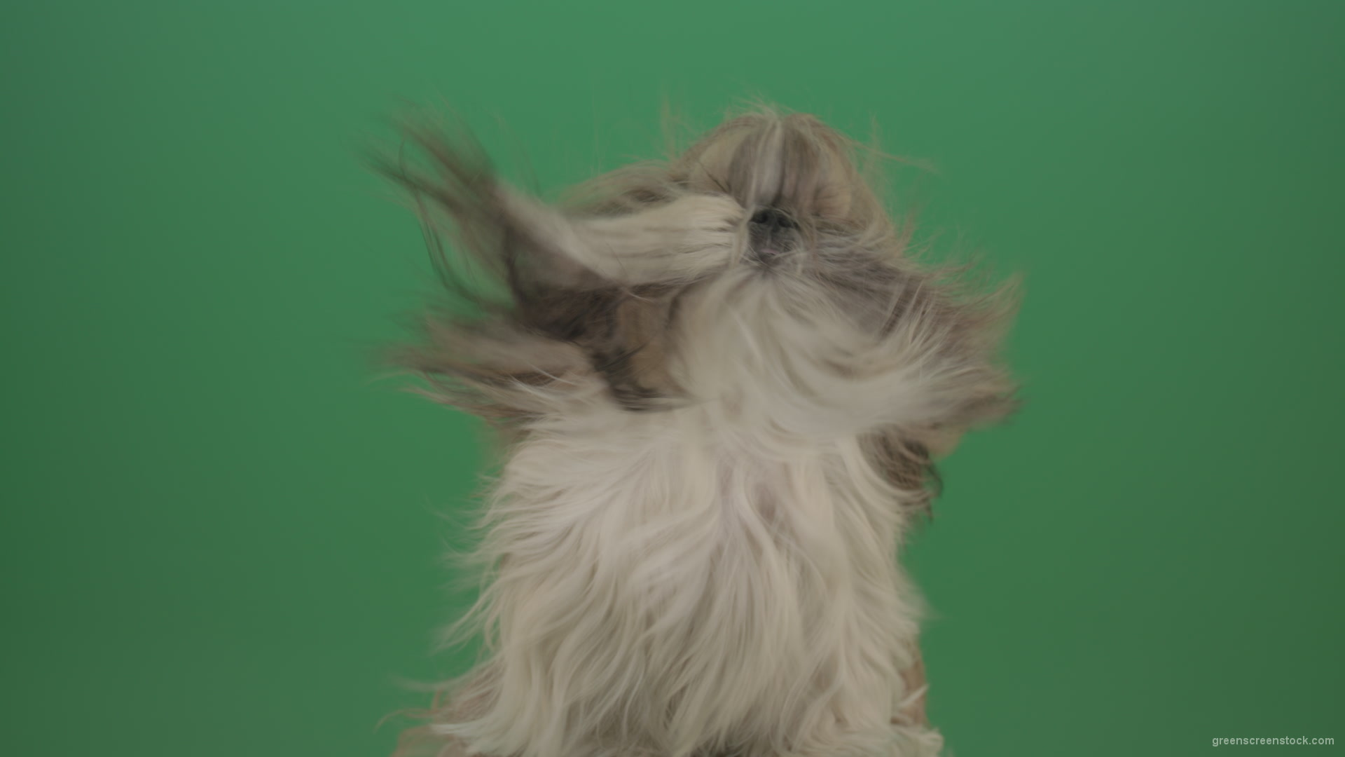 Fashion-long-hair-Shihtzu-dog-in-wind-turbulence-hairstyle-isolated-on-green-screen_008 Green Screen Stock