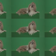 Fashion-luxury-toy-dog-Shihtzu-chilling-on-green-screen-isolated-background-4K Green Screen Stock