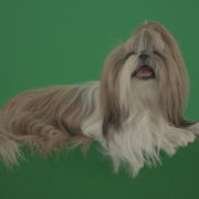 Fashion-luxury-toy-dog-Shihtzu-chilling-on-green-screen-isolated-background-4K_002 Green Screen Stock