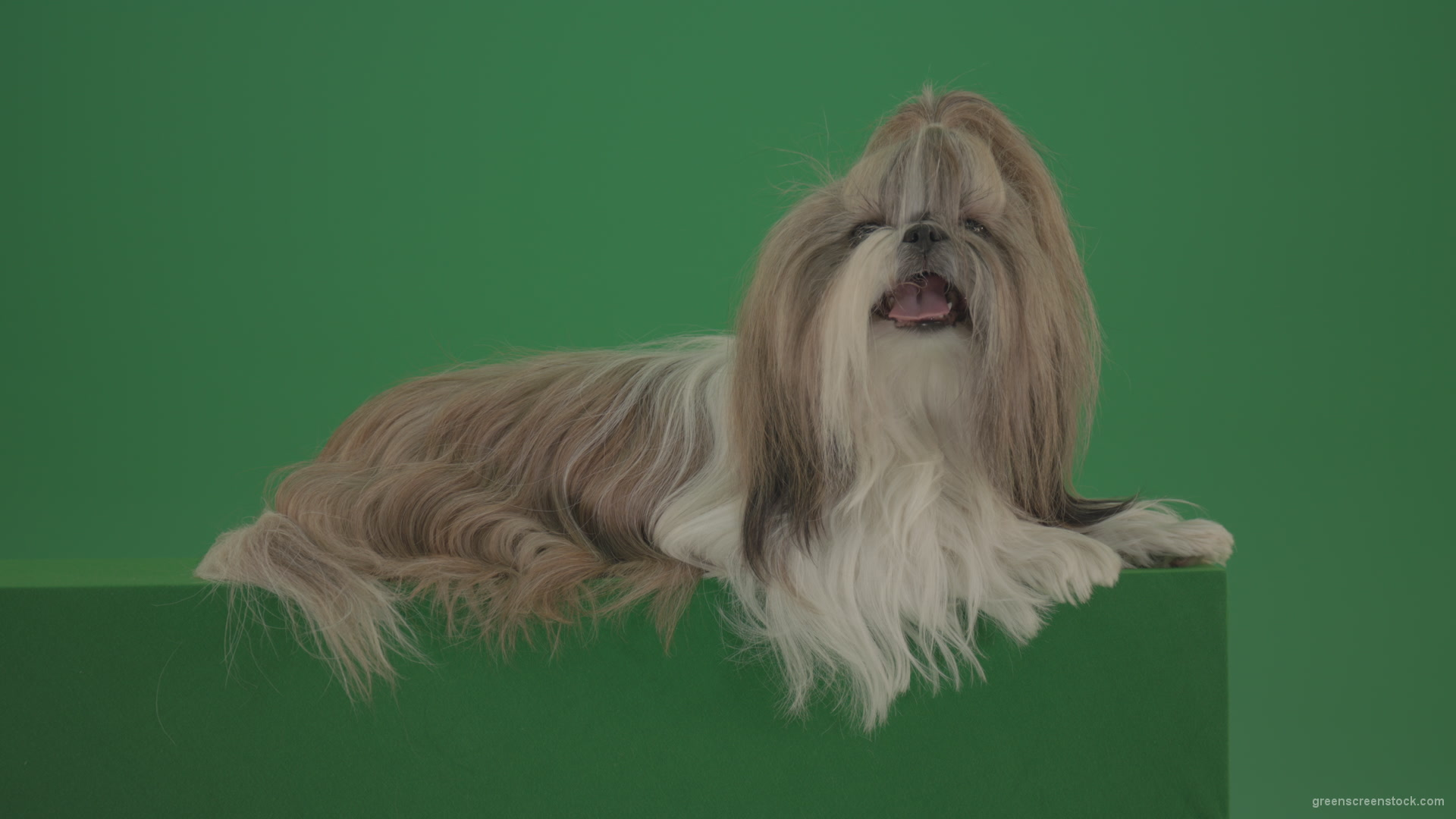 vj video background Fashion-luxury-toy-dog-Shihtzu-chilling-on-green-screen-isolated-background-4K_003