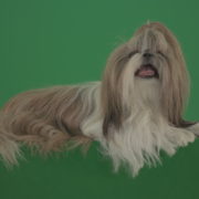 Fashion-luxury-toy-dog-Shihtzu-chilling-on-green-screen-isolated-background-4K_004 Green Screen Stock