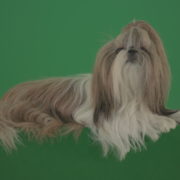 Fashion-luxury-toy-dog-Shihtzu-chilling-on-green-screen-isolated-background-4K_005 Green Screen Stock