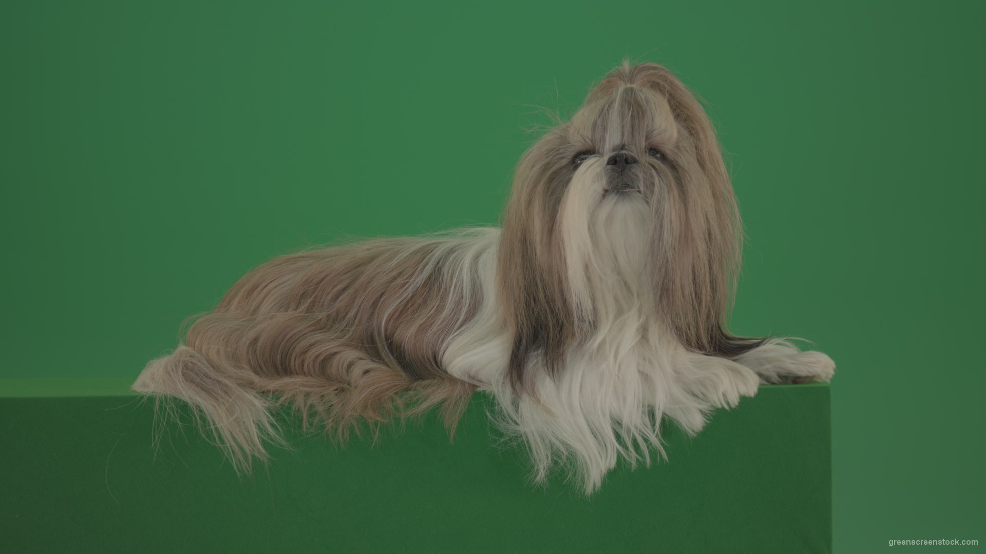 Fashion-luxury-toy-dog-Shihtzu-chilling-on-green-screen-isolated-background-4K_006 Green Screen Stock