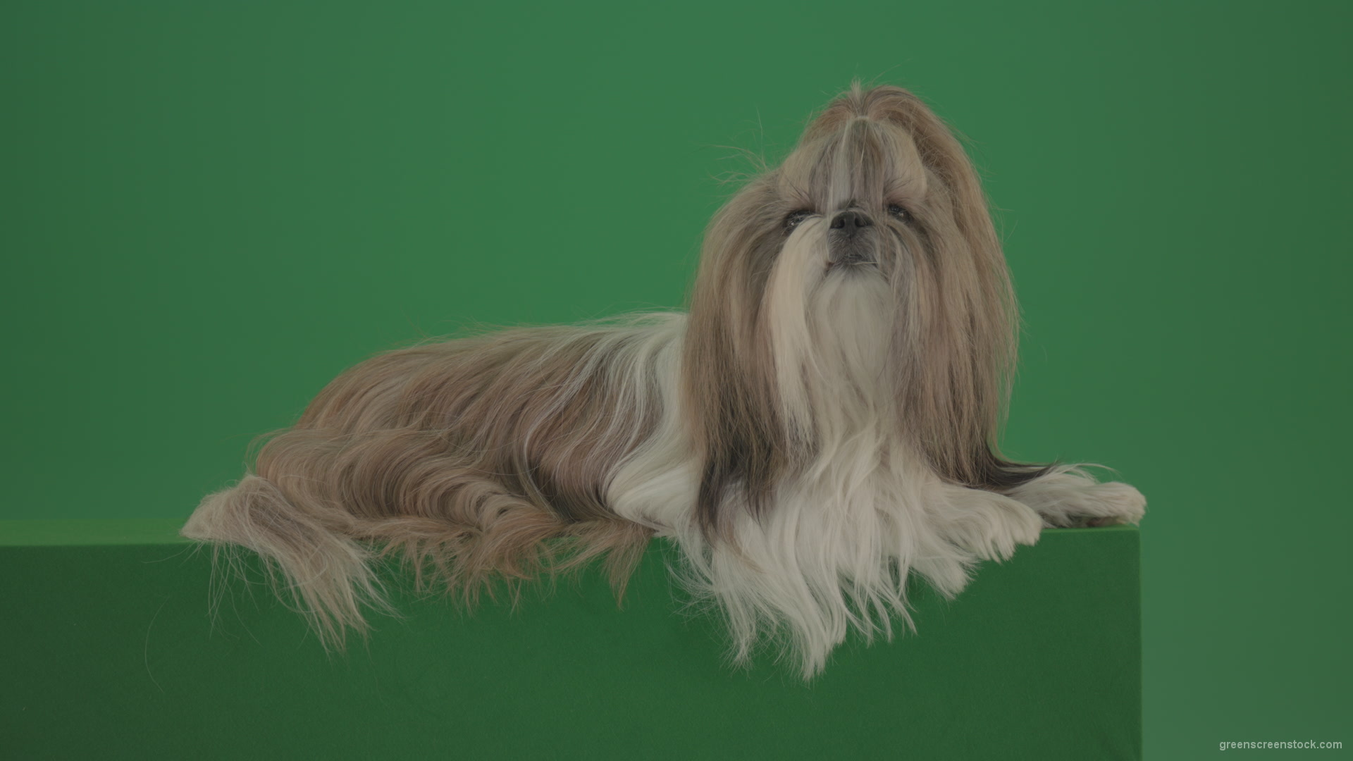 Fashion-luxury-toy-dog-Shihtzu-chilling-on-green-screen-isolated-background-4K_007 Green Screen Stock