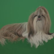 Fashion-luxury-toy-dog-Shihtzu-chilling-on-green-screen-isolated-background-4K_008 Green Screen Stock