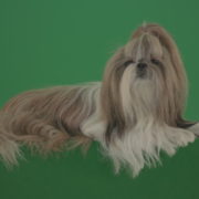 Fashion-luxury-toy-dog-Shihtzu-chilling-on-green-screen-isolated-background-4K_009 Green Screen Stock