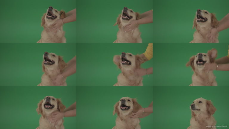 Female-hands-girl-stroke-the-dog-pet-Golden-Retriever-Gun-Dog-Bird-Dog-head-isolated-on-green-screen-background Green Screen Stock
