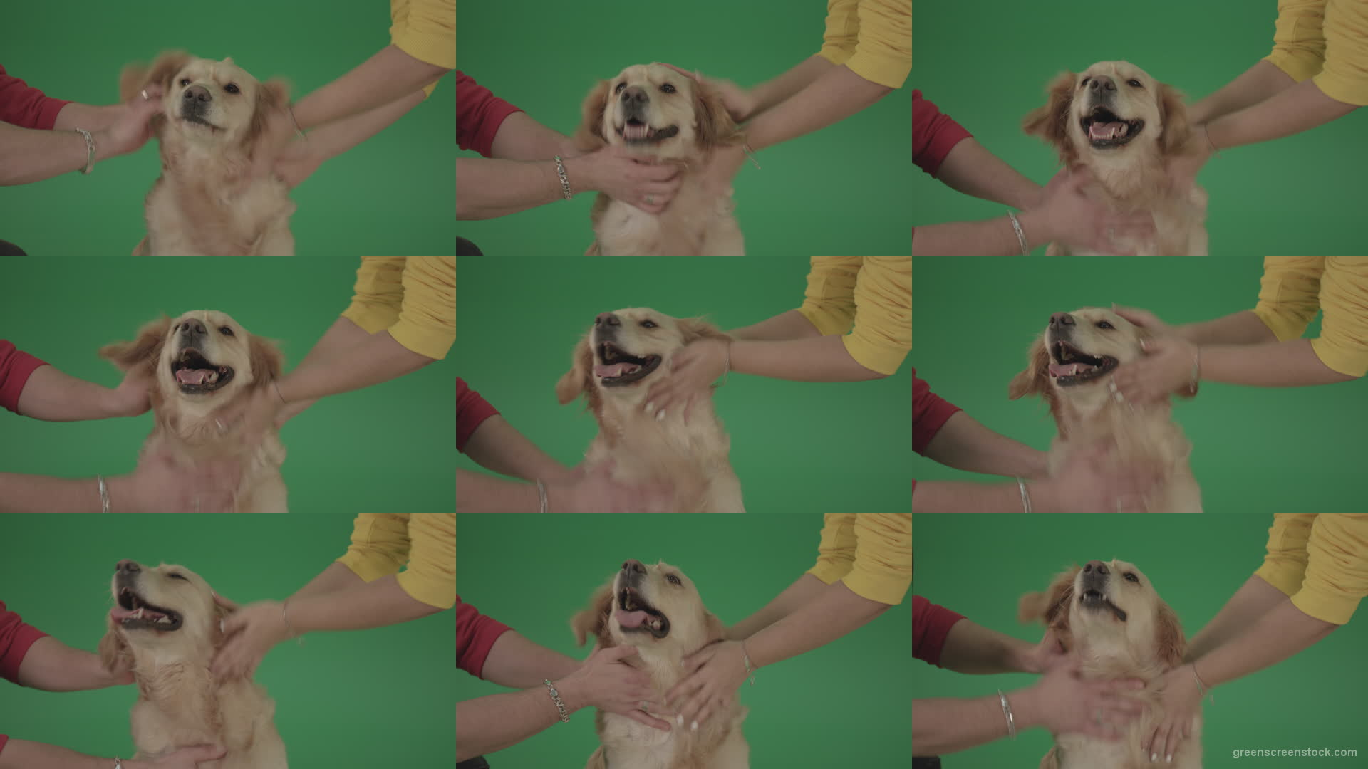 Funny-Golden-Retriever-owners-stroke-from-two-hands-hunter-Dog-isolated-on-green-screen-4K-video-footage Green Screen Stock