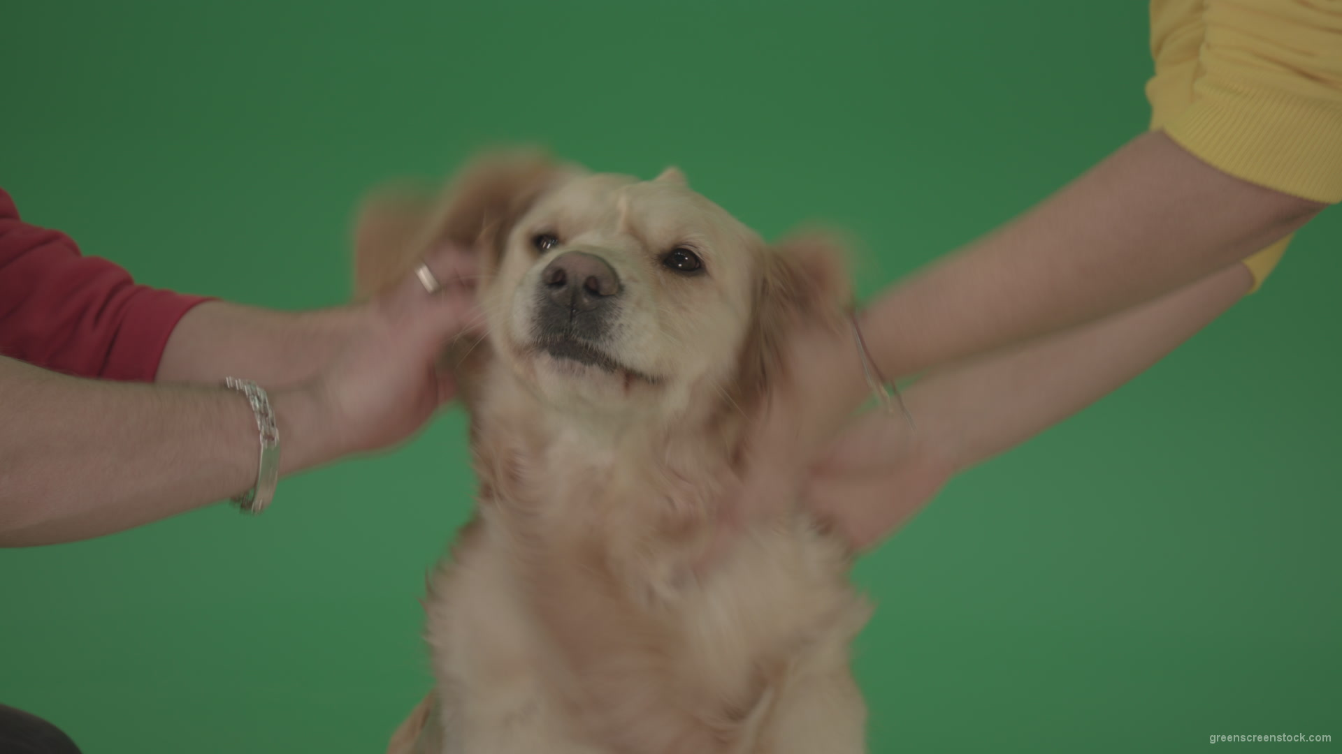 Funny-Golden-Retriever-owners-stroke-from-two-hands-hunter-Dog-isolated-on-green-screen-4K-video-footage_001 Green Screen Stock