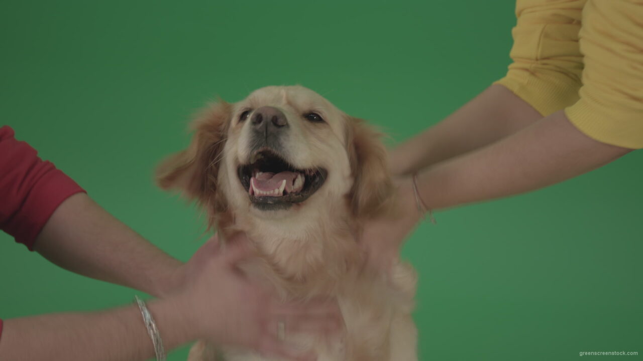 vj video background Funny-Golden-Retriever-owners-stroke-from-two-hands-hunter-Dog-isolated-on-green-screen-4K-video-footage_003