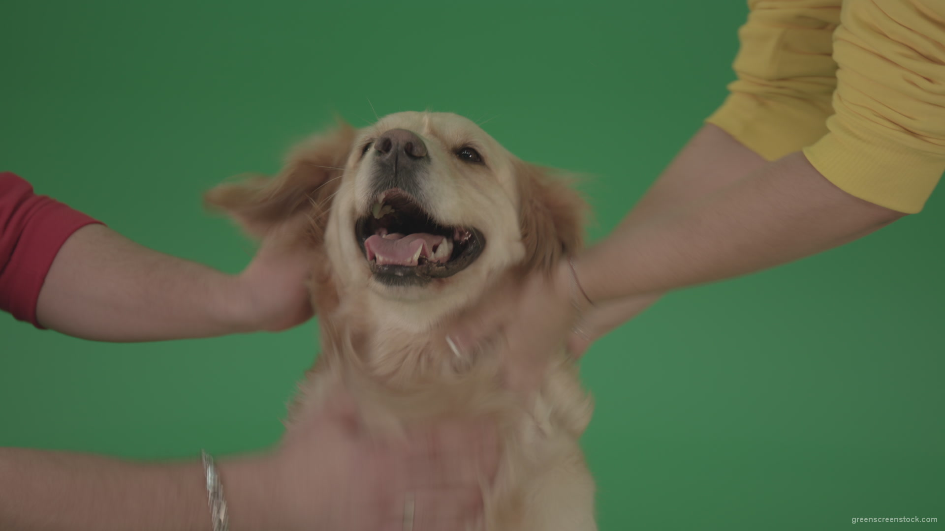 Funny-Golden-Retriever-owners-stroke-from-two-hands-hunter-Dog-isolated-on-green-screen-4K-video-footage_004 Green Screen Stock