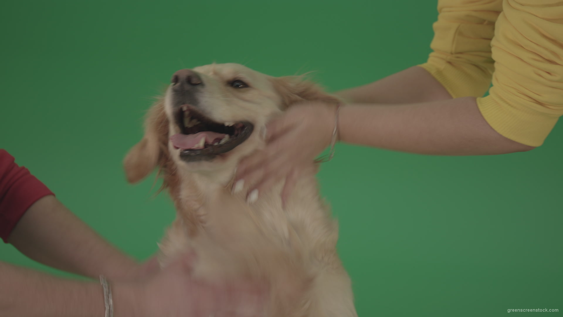 Funny-Golden-Retriever-owners-stroke-from-two-hands-hunter-Dog-isolated-on-green-screen-4K-video-footage_005 Green Screen Stock