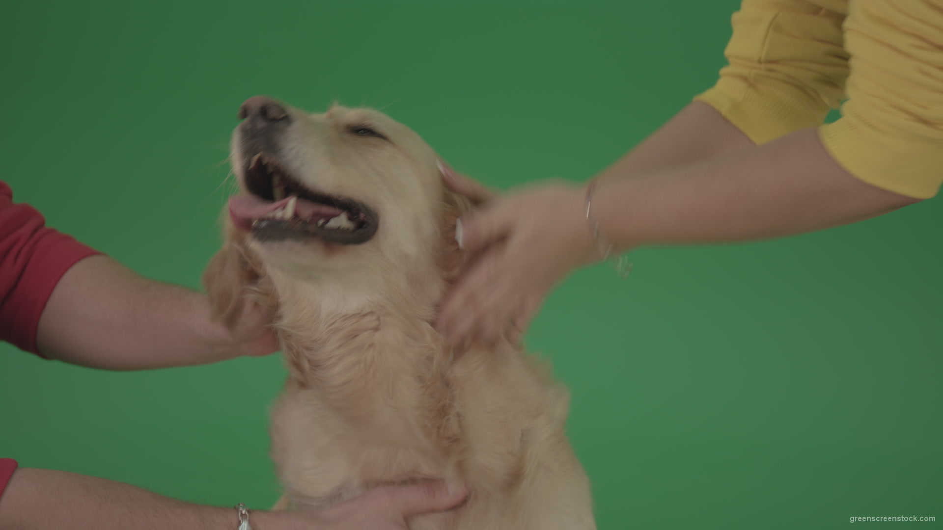 Funny-Golden-Retriever-owners-stroke-from-two-hands-hunter-Dog-isolated-on-green-screen-4K-video-footage_007 Green Screen Stock