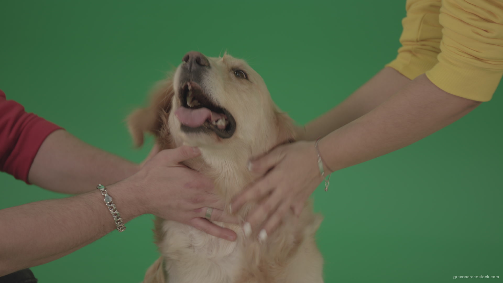 Funny-Golden-Retriever-owners-stroke-from-two-hands-hunter-Dog-isolated-on-green-screen-4K-video-footage_008 Green Screen Stock