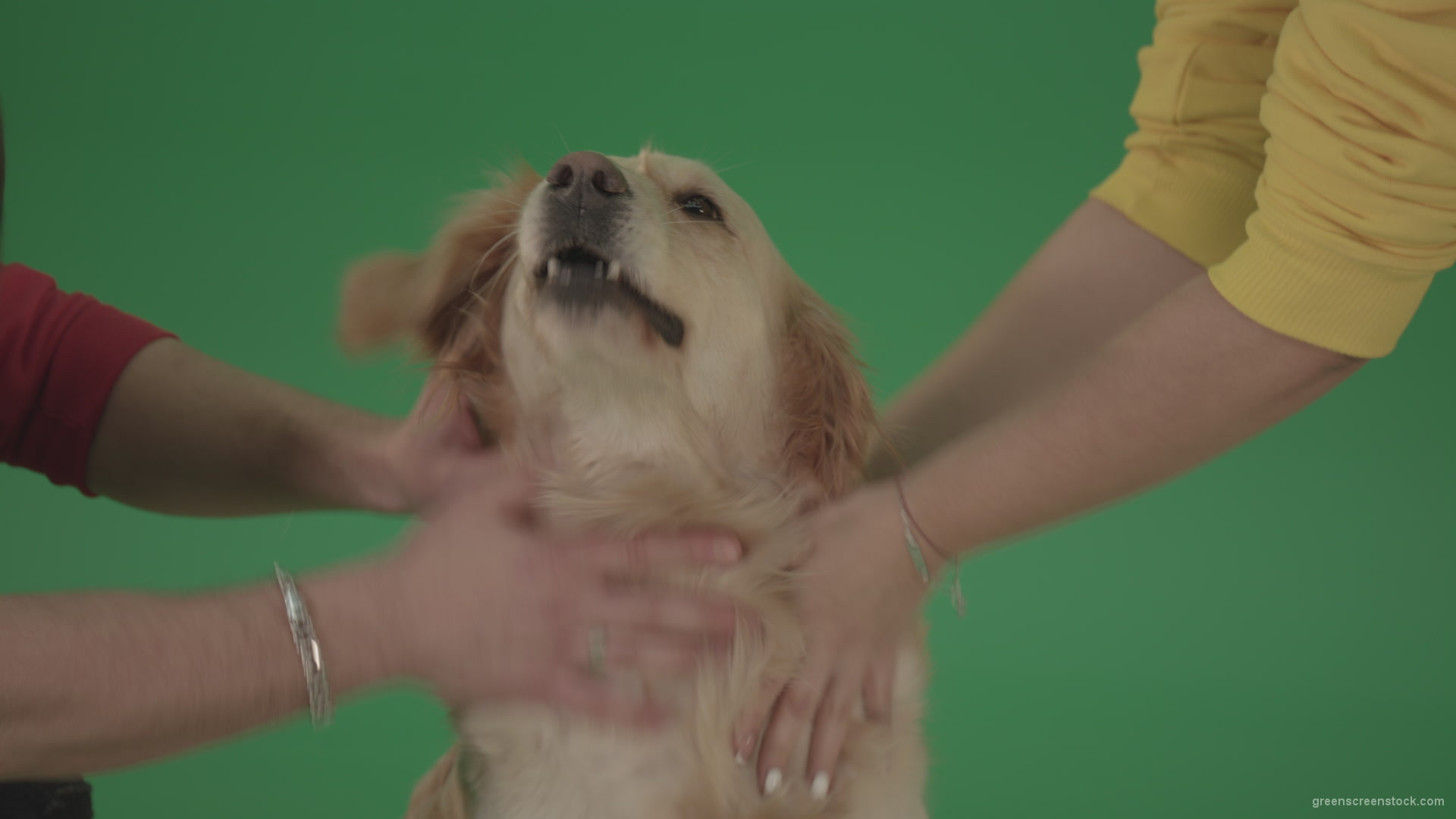 Funny-Golden-Retriever-owners-stroke-from-two-hands-hunter-Dog-isolated-on-green-screen-4K-video-footage_009 Green Screen Stock