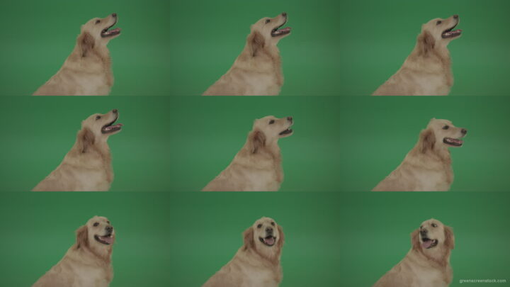 Golden-Retriever-Gun-Dog-Bird-Dog-head-isolated-in-side-view-on-green-background Green Screen Stock
