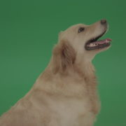 vj video background Golden-Retriever-Gun-Dog-Bird-Dog-head-isolated-in-side-view-on-green-background_003