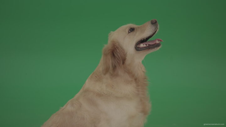 vj video background Golden-Retriever-Gun-Dog-Bird-Dog-head-isolated-in-side-view-on-green-background_003