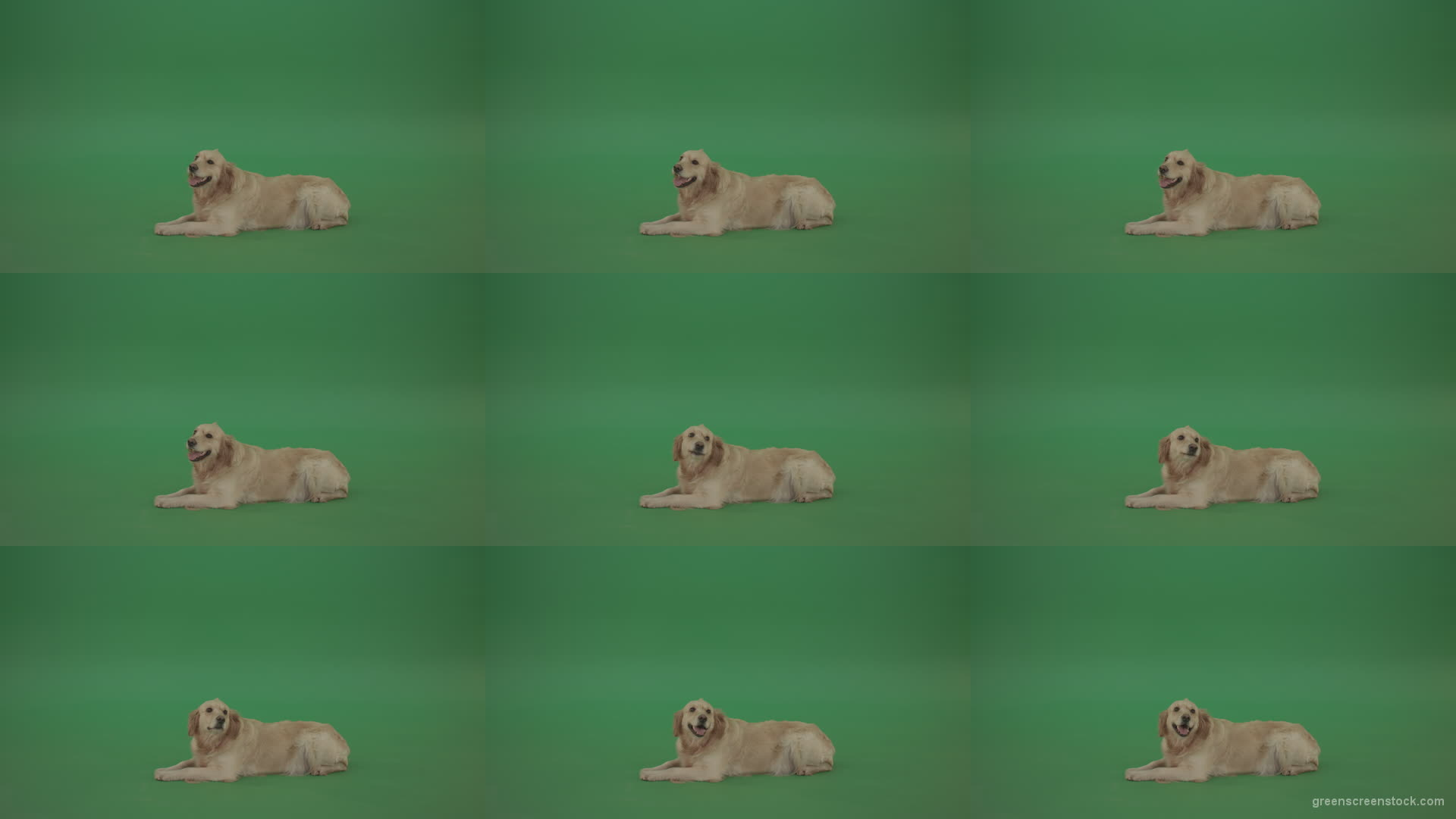 Golden-Retriever-Gun-Dog-Bird-Dog-lying-green-floor-isolated-on-green-screen Green Screen Stock