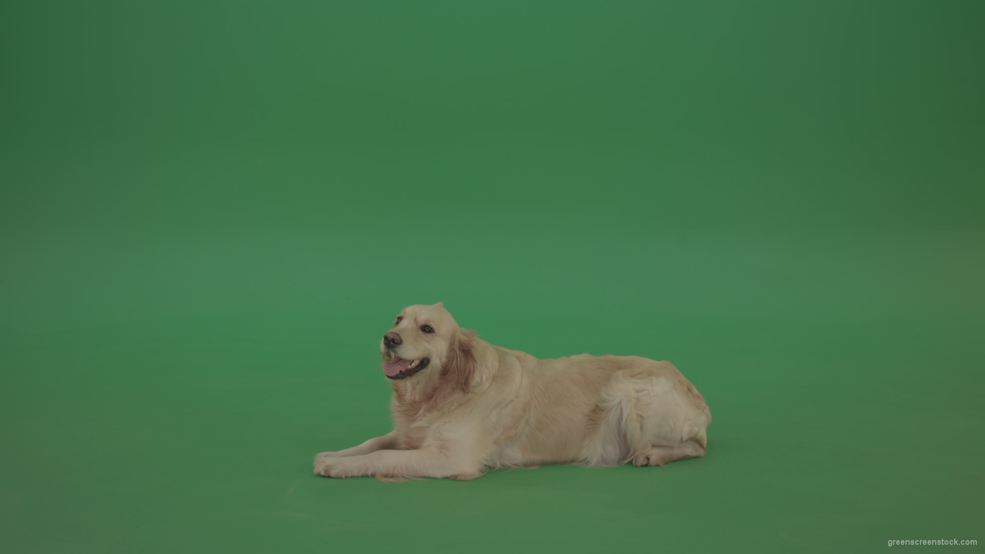 Golden-Retriever-Gun-Dog-Bird-Dog-lying-green-floor-isolated-on-green-screen_001 Green Screen Stock