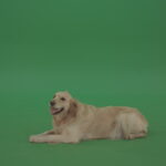 vj video background Golden-Retriever-Gun-Dog-Bird-Dog-lying-green-floor-isolated-on-green-screen_003